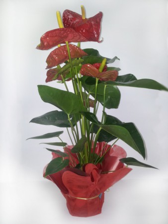 P-05 ANTHURIUM                                                              